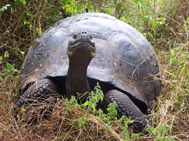Tartaruga