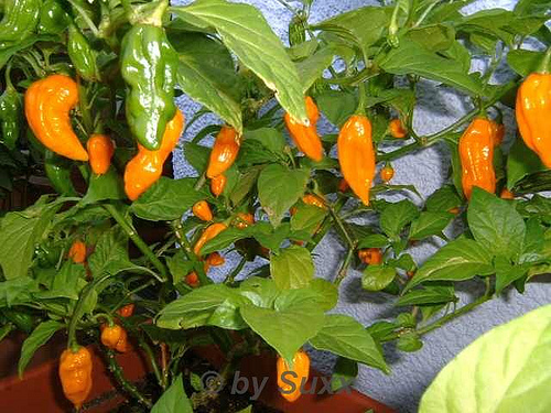 fatalii