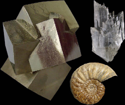fossili e minerali