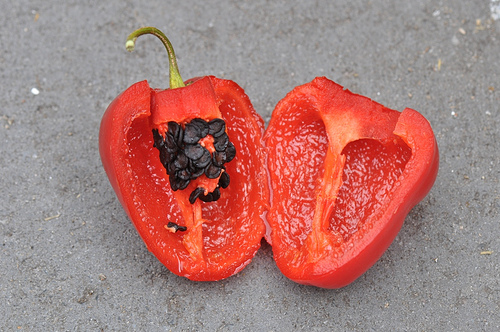 rocoto