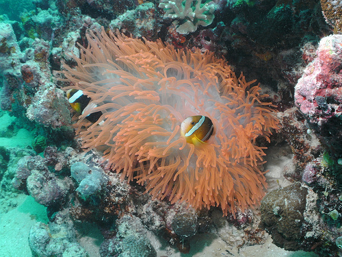 Nemo