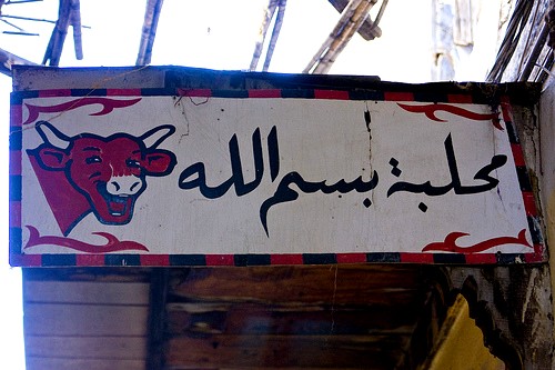 La mucca ride anche in arabo