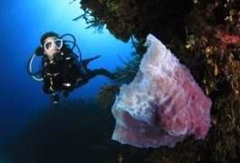 Mondo subacqueo: Dive Travel Show, seconda immersione!