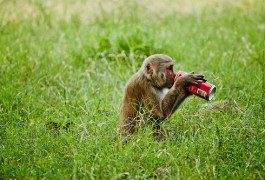 Cocacolonizzati? Always Coca-Cola? Non è detto…