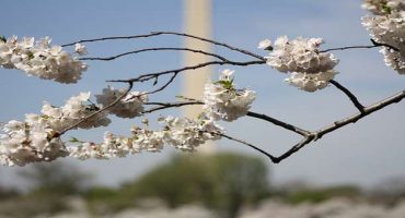 Festival della fioritura dei ciliegi… a Washington!