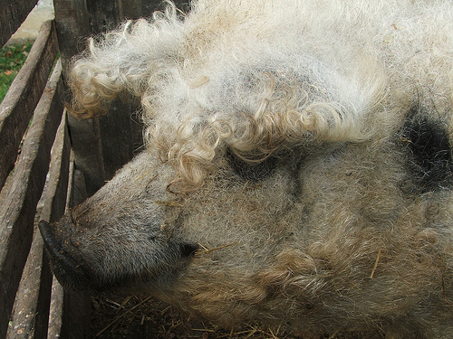 Ti sei perso il Mangalica Festival? Qui hai la possibilità di assaggiare la pancetta di questo maiale tipico del paese magiaro, un "lanoso" parente del cinghiale, che vive a pochi passi dalla zona del festival! Ti sei perso il Mangalica Festival? Qui hai la possibilità di assaggiare la pancetta di questo maiale tipico del paese magiaro, un "lanoso" parente del cinghiale, che vive a pochi passi dalla zona del festival!