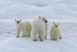 Caccia al turismo di caccia: “Pam, Pam, Pam!”