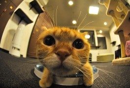 Il binomio gatto – caffè che non ti aspetti
