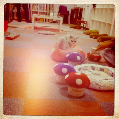 Gatto