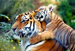 India: restrizioni turistiche a tutela delle tigri