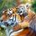 Tigre