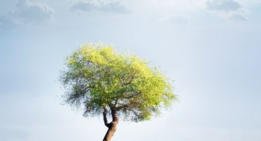 L’ecologia in viaggio