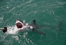 Alcune delle spiagge più pericolose al mondo