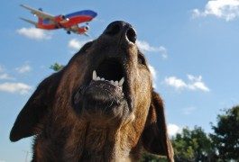 Viaggiare in Europa in compagnia degli animali domestici