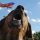 animali in viaggio