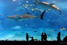 Presto a Singapore il più grande acquario del mondo