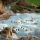 saturnia