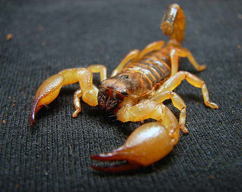 scorpione