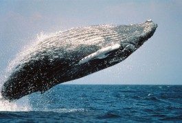 A Maui, per avvistare le balene