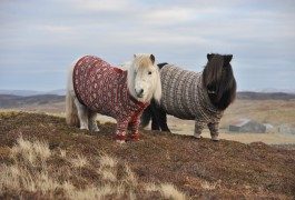 Perché visitare la Scozia? I pony indossano maglioni di lana