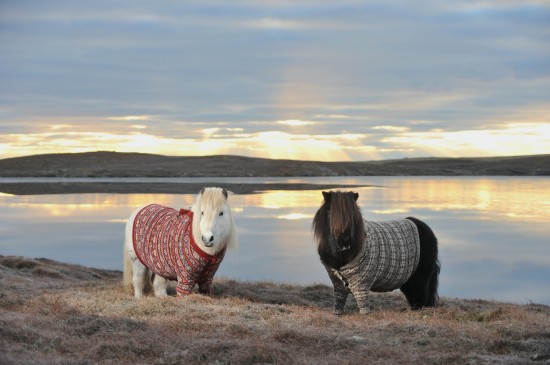 pony