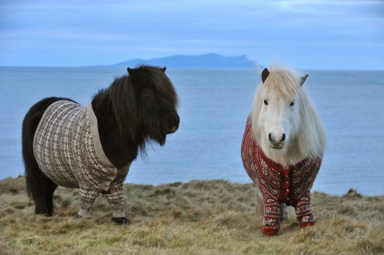 pony