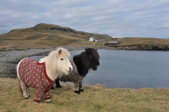 pony