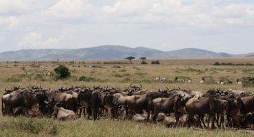 La grande migrazione degli gnu in Kenya