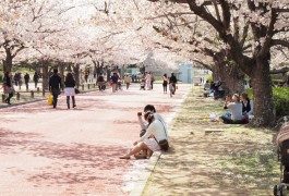 Fioritura dei ciliegi: dove andare quest’anno