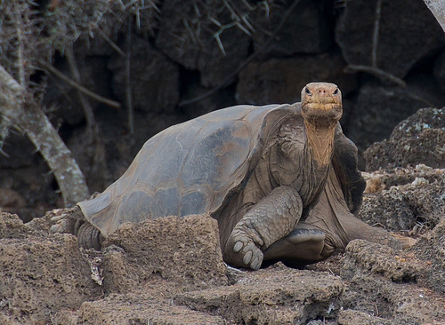 Galapagos
