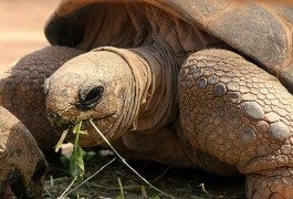 Google Street View giunge alle Isole Galapagos
