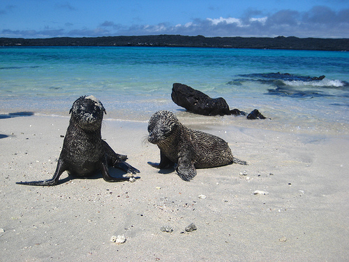 Galapagos