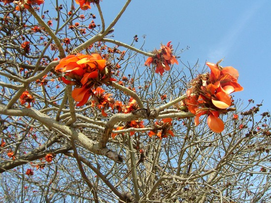 marocco