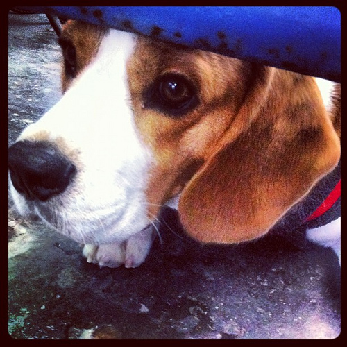 cane