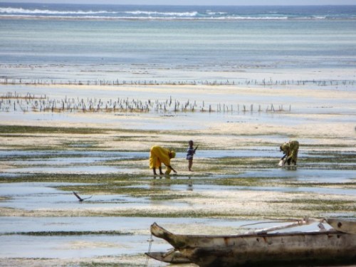 La raccolta delle alghe a Zanzibar