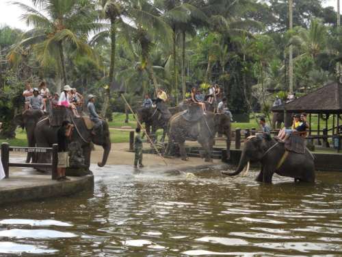 Elefanti in Indonesia