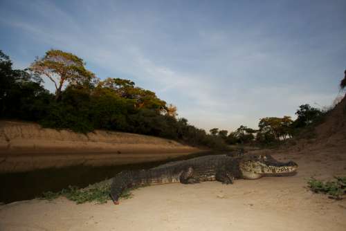 Pantanal