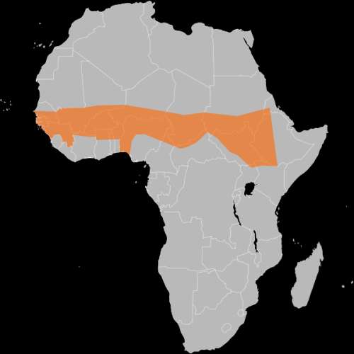 Principale area africana di diffusione della meningite menincoccica