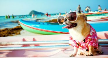 Al mare con fido: le migliori spiagge dog-friendly in Italia