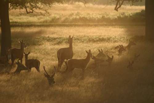 Richmond Park