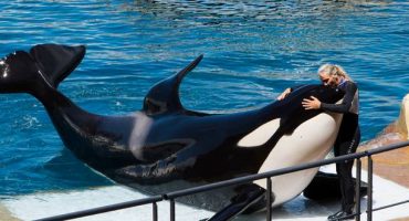 Blackfish, il documentario di denuncia sui parchi acquatici