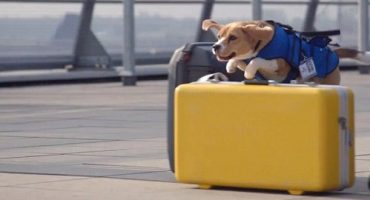 Il cane Sherlock di Klm che riporta gli oggetti smarriti