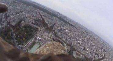Un’aquila in volo sopra i cieli di Parigi e Londra