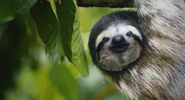 Video: il bradipo canterino della Costa Rica