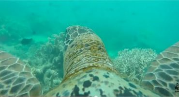 Video: la Grande Barriera Corallina vista da una tartaruga