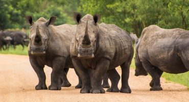 Usa: trofei di caccia interdetti sugli aerei