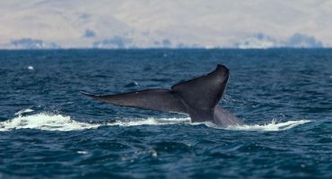 Whale watching, avvistare le balene in Irlanda