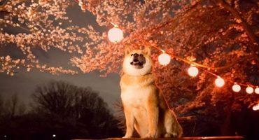 Maru, il nuovo ambasciatore del turismo in Giappone