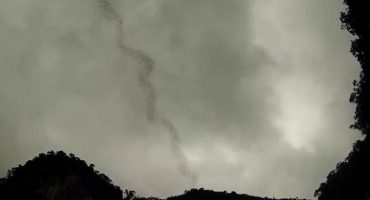 Video – Lo spettacolo dei pipistrelli in Malesia