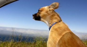 Viaggiare col cane: i Paesi più pet friendly